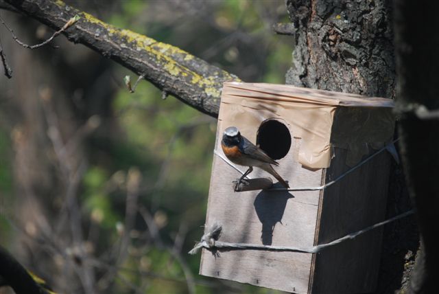 Avifauna humor
